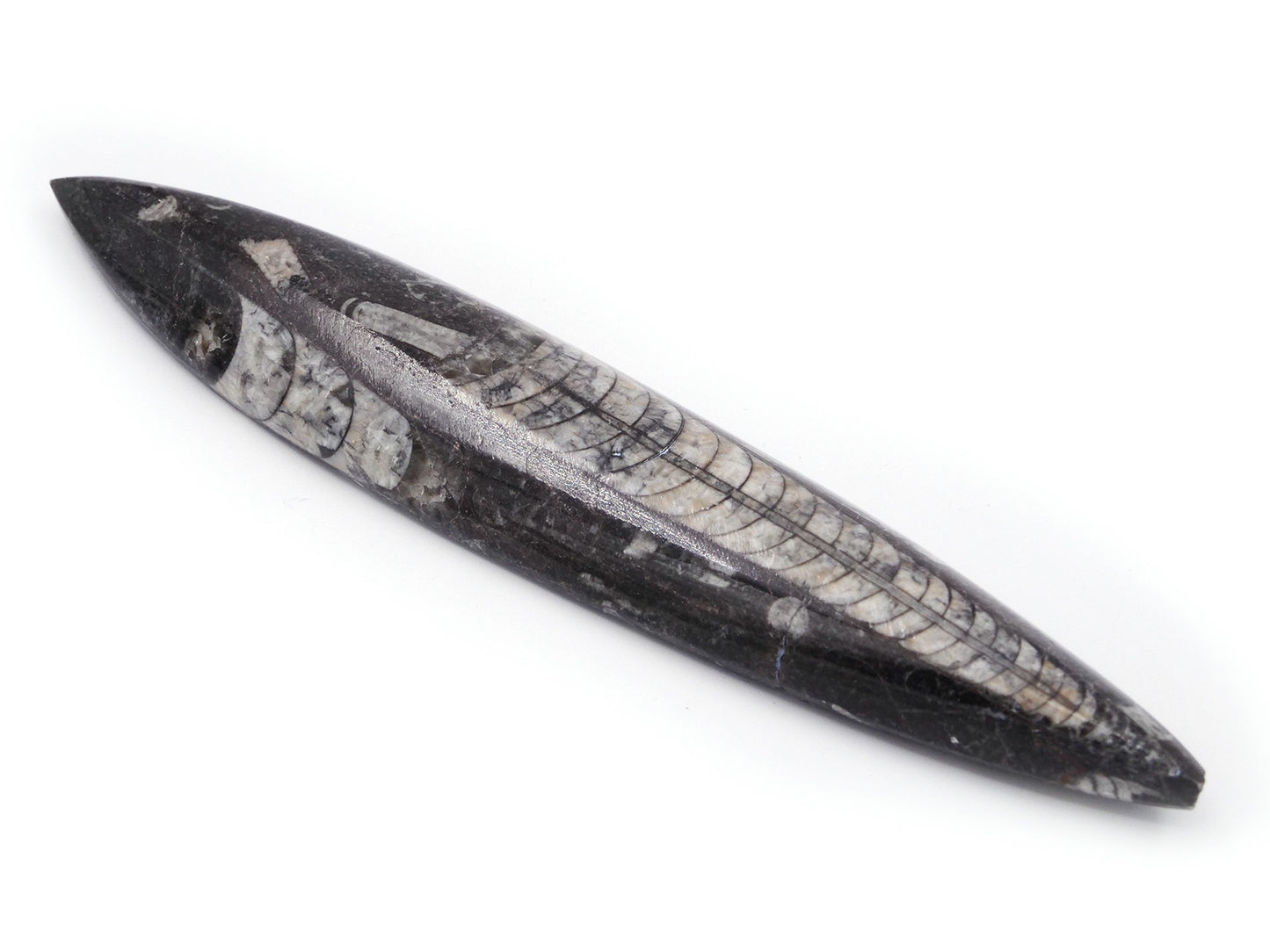 Fossile d'orthocère