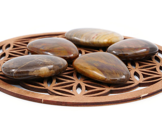 Bois pétrifié (fossile) - Pierre roulée