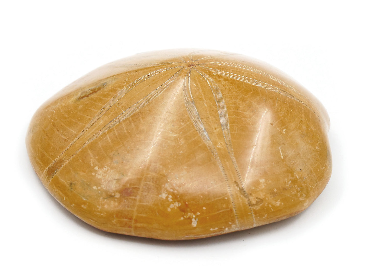 Fossile d'oursin (Sand dollar)