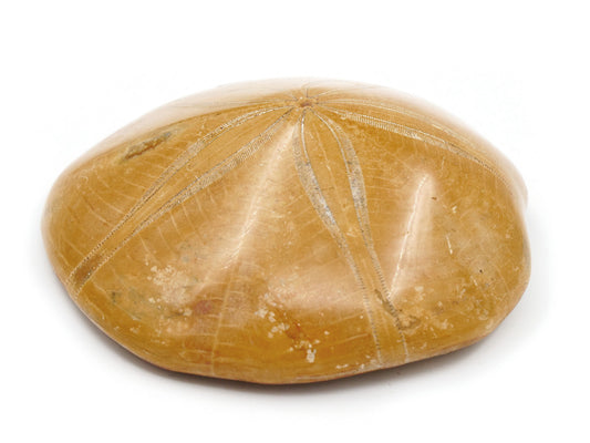 Fossile d'oursin (Sand dollar)