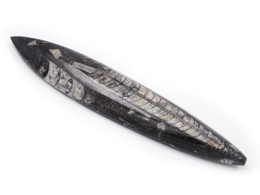 Fossile d'orthocère