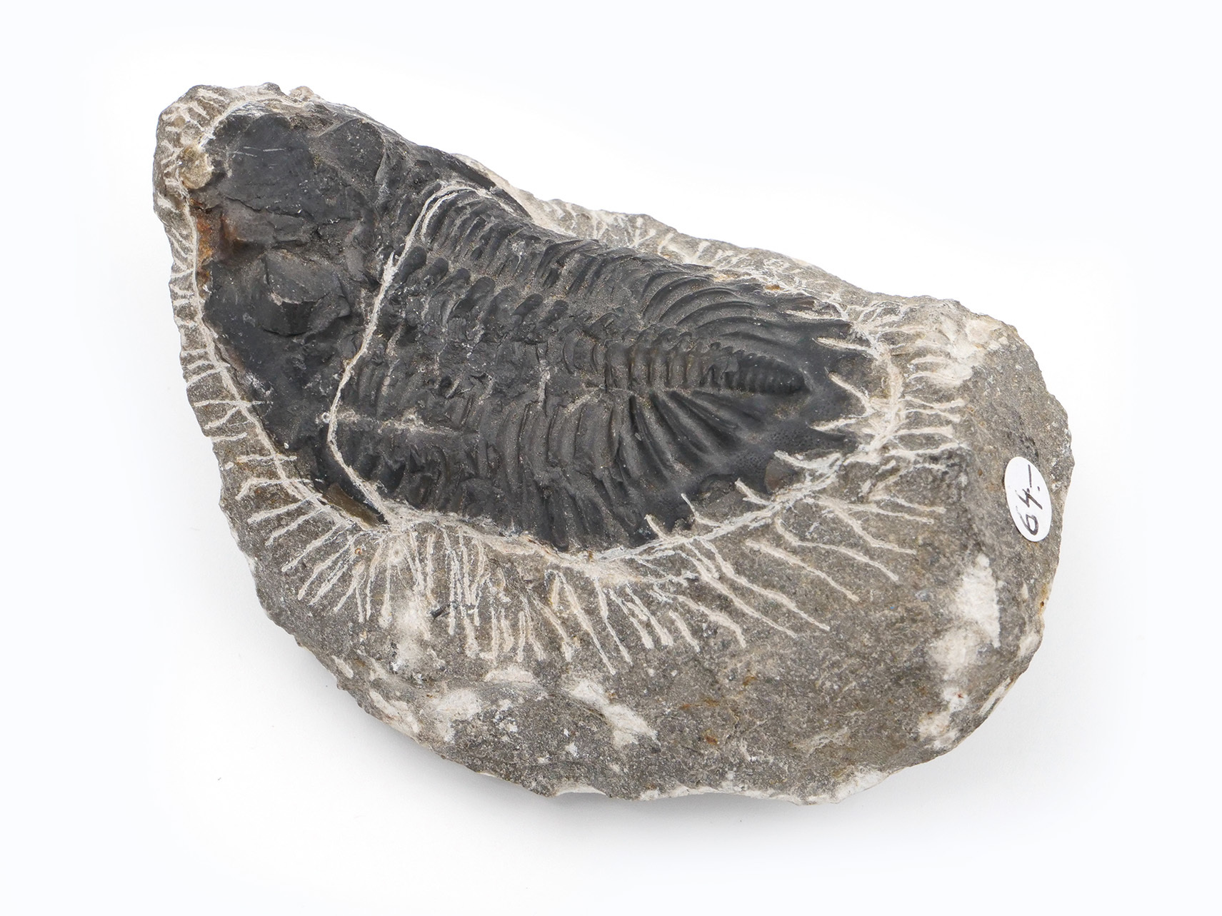 Fossile de trilobite